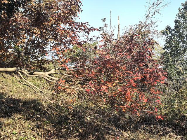 南京龙尚湖，大连山，佘村一日郊野徒步