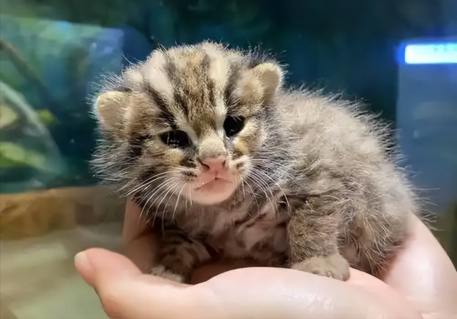 禁止私自饲养！湖南女子废木料里发现4只，养半月后匆忙上交