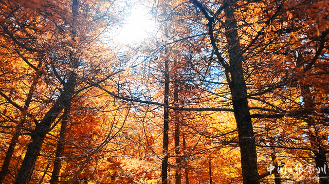 【摄影报道】秋韵未歇：张家川山水的立冬回眸