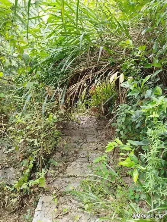 温州著名的红色古村,深藏岁月深处的浙南革命印记,值得你来