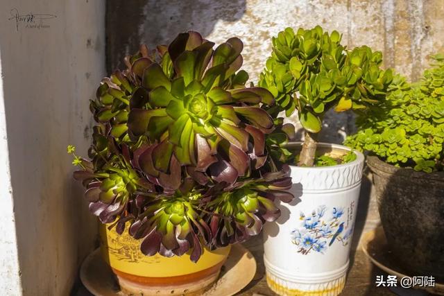 大理佛塔寺的山泉水是净化过的,老百姓不仅可以免费取,还不限量