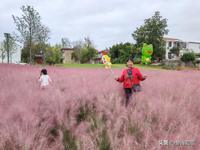 湖北：国庆节网红打卡地 云梦花开十月紫黛草韵染秋色