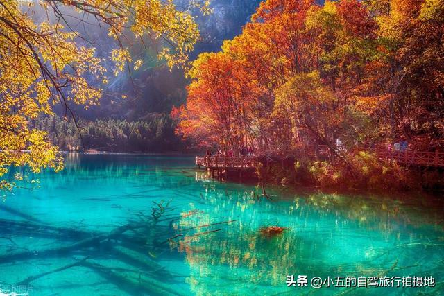 9 地秋日赏秋实测攻略！附最佳时间 + 落地玩法，收藏直接走