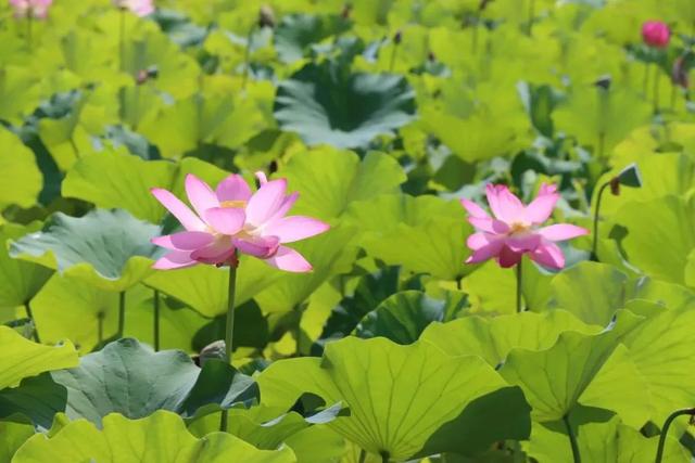 一起去打卡大坪凤园花海和水川湿地公园