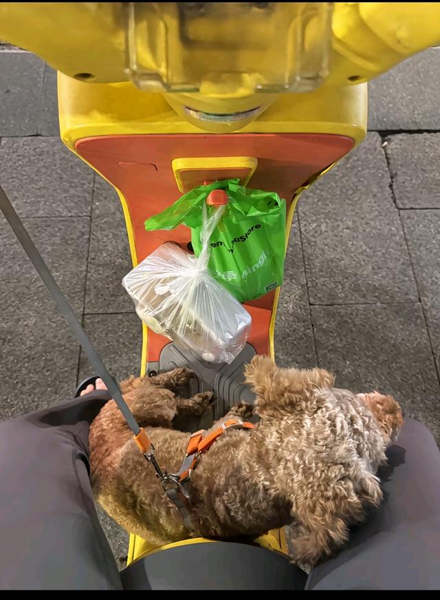 笑死了！每个骑电动车拿快递的铲屎官，都欠狗子一个道歉，哈哈~