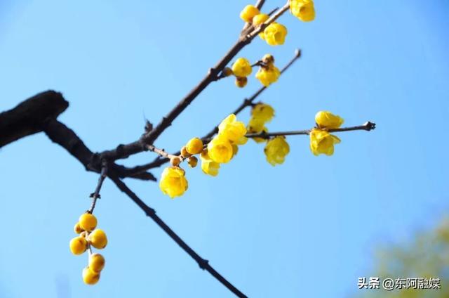 山东的第一波蜡梅开啦！快来邂逅这份冬日限定的浪漫