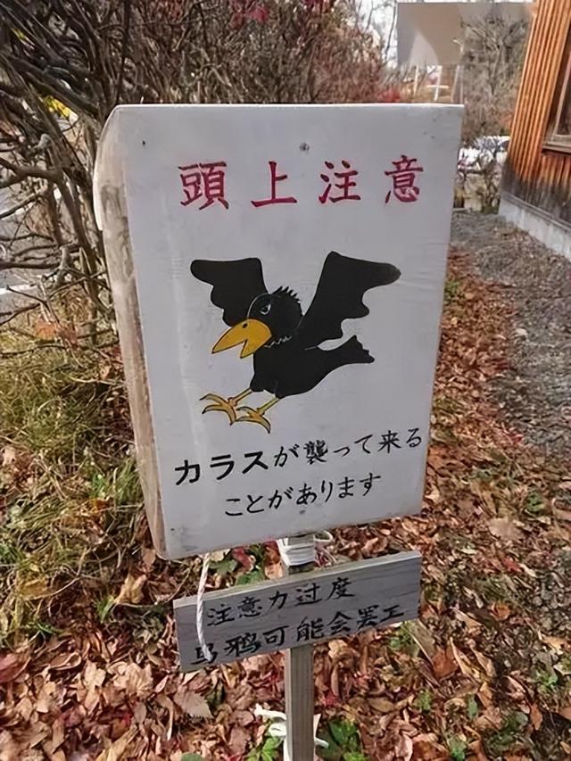 日本骂中国吃乌鸦！结果反被扒食鸦历史，还拿乌鸦做成刺身