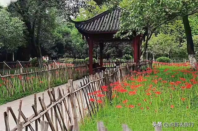 成都第一批彼岸花来了，秋日的火红，超级绚烂，地铁公交车直达！