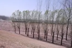 ​山东郓城：春风一夜吹乡梦 又逐春风到“郓”城图片