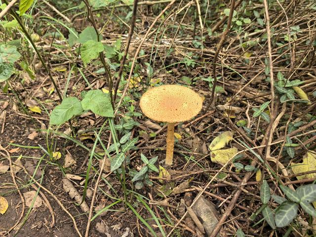 南京汤山龙尚湖青龙山佘村一日郊野徒步