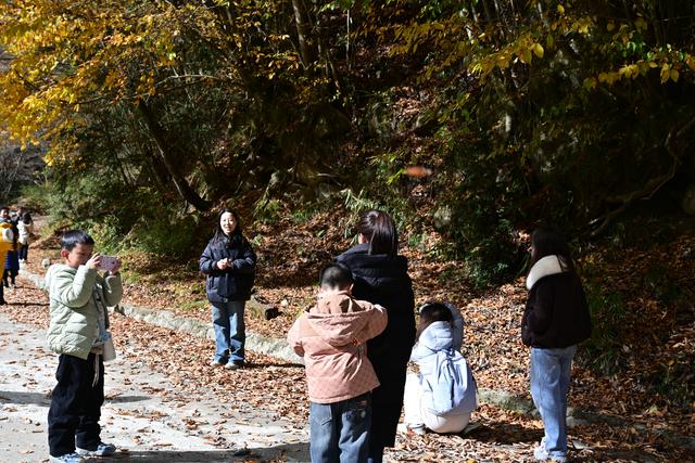 四川多地再迎秋假 青川唐家河红叶研学双热引亲子潮