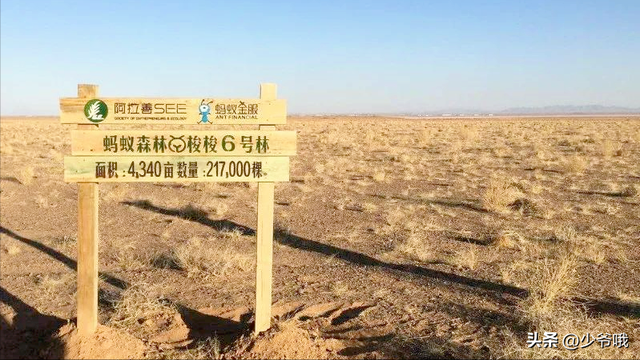 从偷能量到见真树！马云打卡蚂蚁森林，网友：我的梭梭树该看了