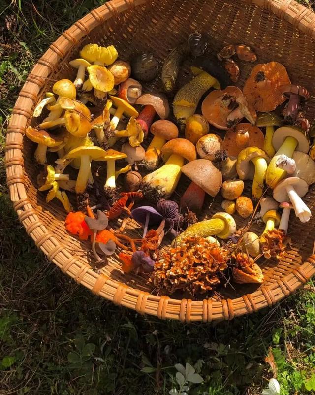 金戈铁马古青溪 熊猫彩林唐家河丨唐家河红叶季系列活动精彩来袭……