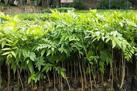 黄花梨是名贵木材，一斤就能卖10000元，农村人为什么不种植？图片