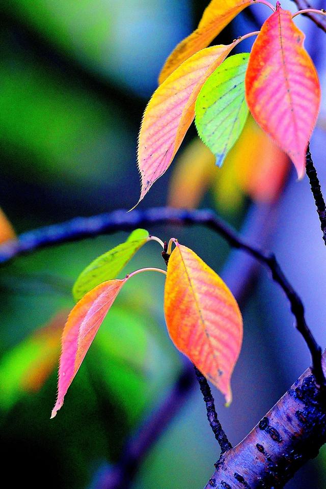 大公图书馆丨秋日里的诗意庭园