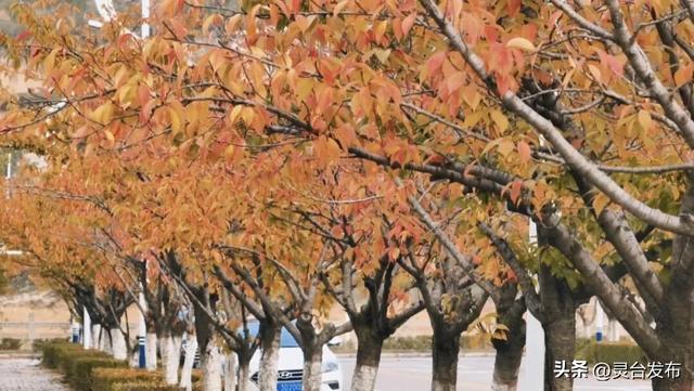 把灵台秋韵的山水诗意 都藏进这个秋天里