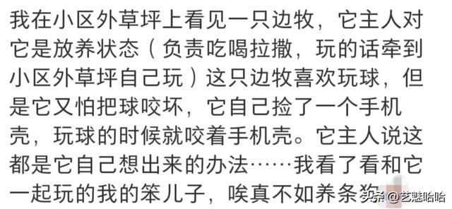 有没有被宠物智商震惊过？网友：那一刻显得我情商还没它高