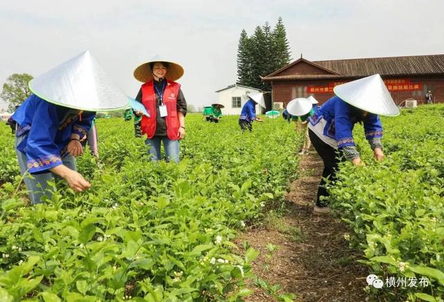 文旅盛宴·茉莉有约!2025年横州茉莉花文化节精彩活动抢先看→