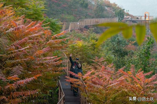 遵化娘娘庄南山常乐谷，红叶红果装满秋日惊喜