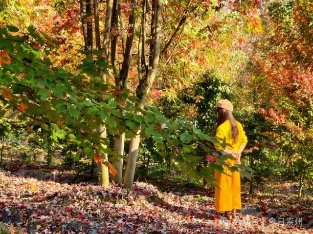绝美！快来崇州收藏这份限定秋色