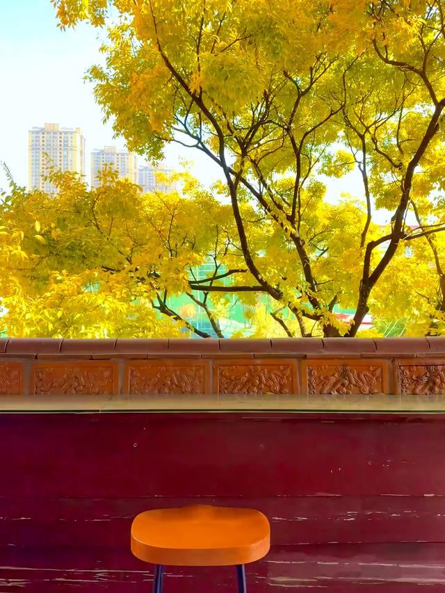 状元楼的秋信，是闹市里一场安静的灿烂