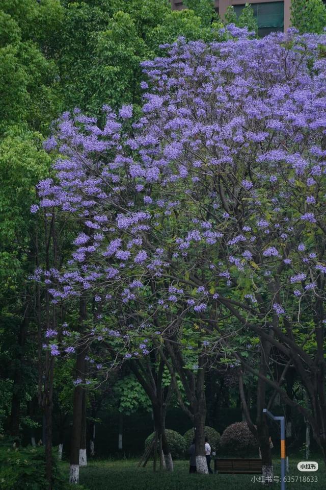 地铁直达！全部免费！成都15个被问爆的赏花地，蓝花楹三角梅美疯了