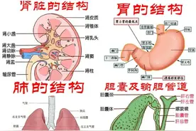 人体内脏结构图，非常直观的剖面图片
