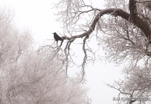轮台胡杨林雾凇美出圈！这个冬天等你来打卡