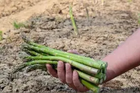 芦笋种植的秘诀，移栽根苗存活率高达99%图片