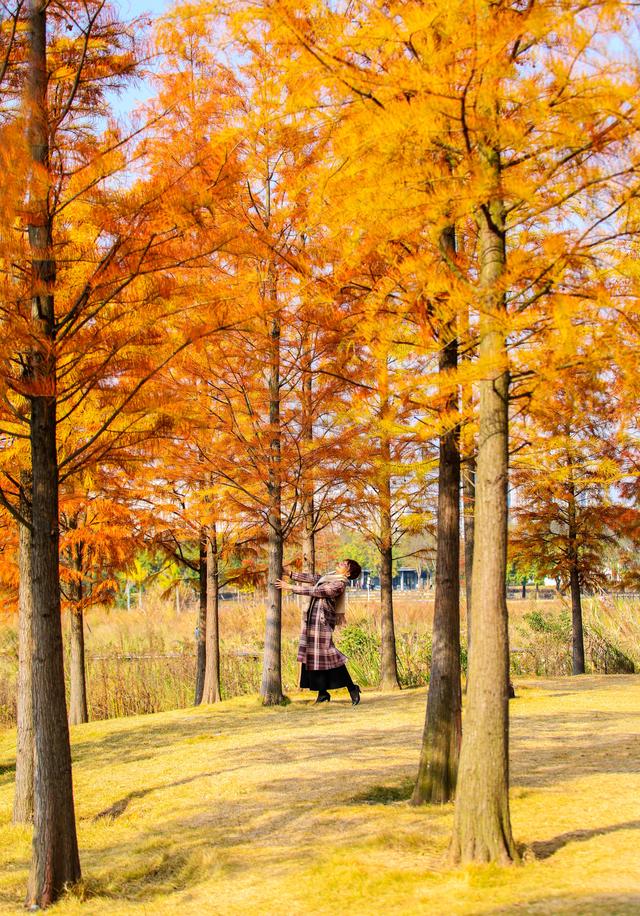 柳州龙湖公园的水衫红了!把冬天装扮得超美!你来打卡了吗?