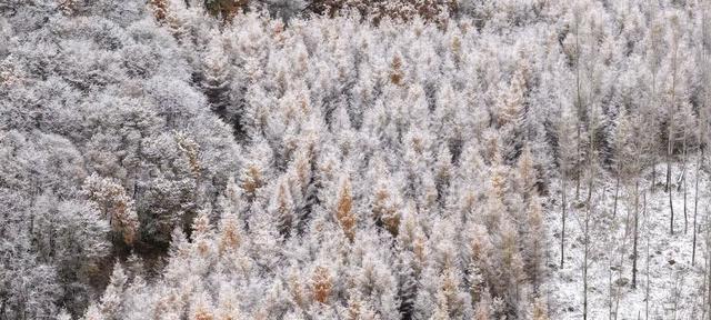 雨雾凝霜绘奇景，哈尔滨尚志帽儿山雾凇惊艳亮相