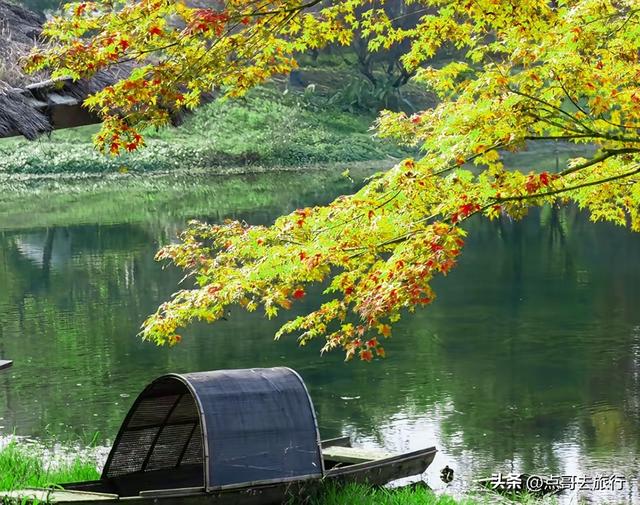 成都市区4大枫叶观赏地，彩林超惊艳，都不要门票，公交车可达！