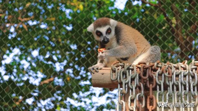 淄博版“疯狂动物城”来了！网红萌宠已就位，快来当一日“荣誉市民”→