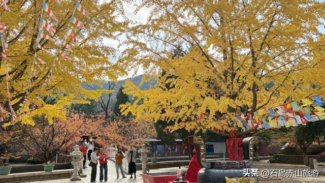 2025赤山红叶节圆满收官，明年再赴这场山海红韵之约！