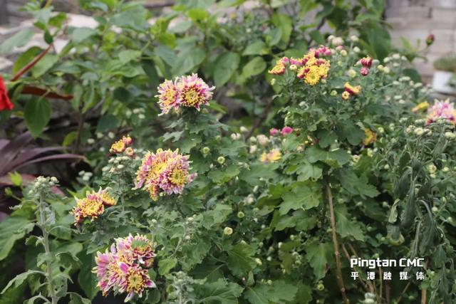 平潭百厝行丨深坞村41号，开在花河边的浪漫石厝