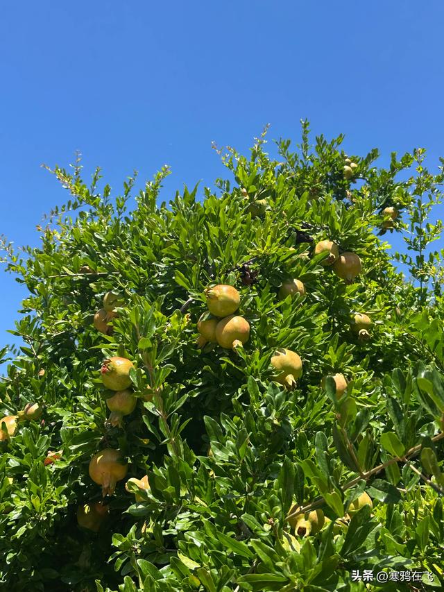 西葡游（七）格拉纳达是座宫殿