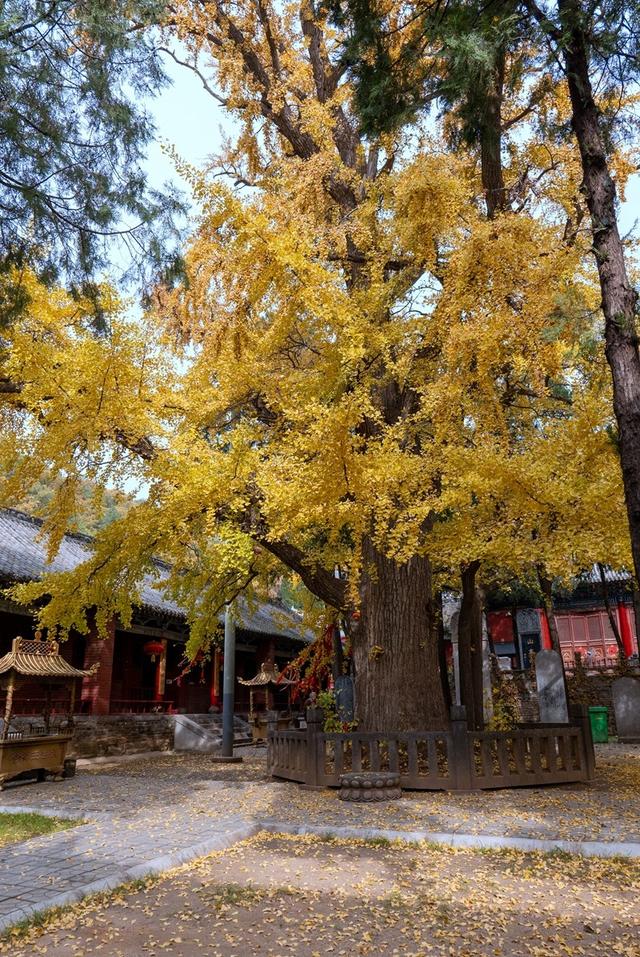 全郑州人都在等的银杏，黄了