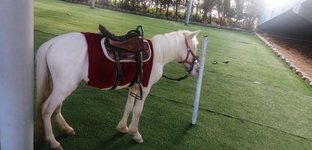 穿越西游：十本带你踏上奇幻仙魔之旅的小说