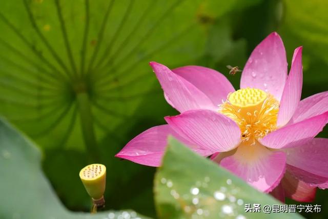 赏滇池湖畔的“夏雨荷”，就来晋宁甸心村