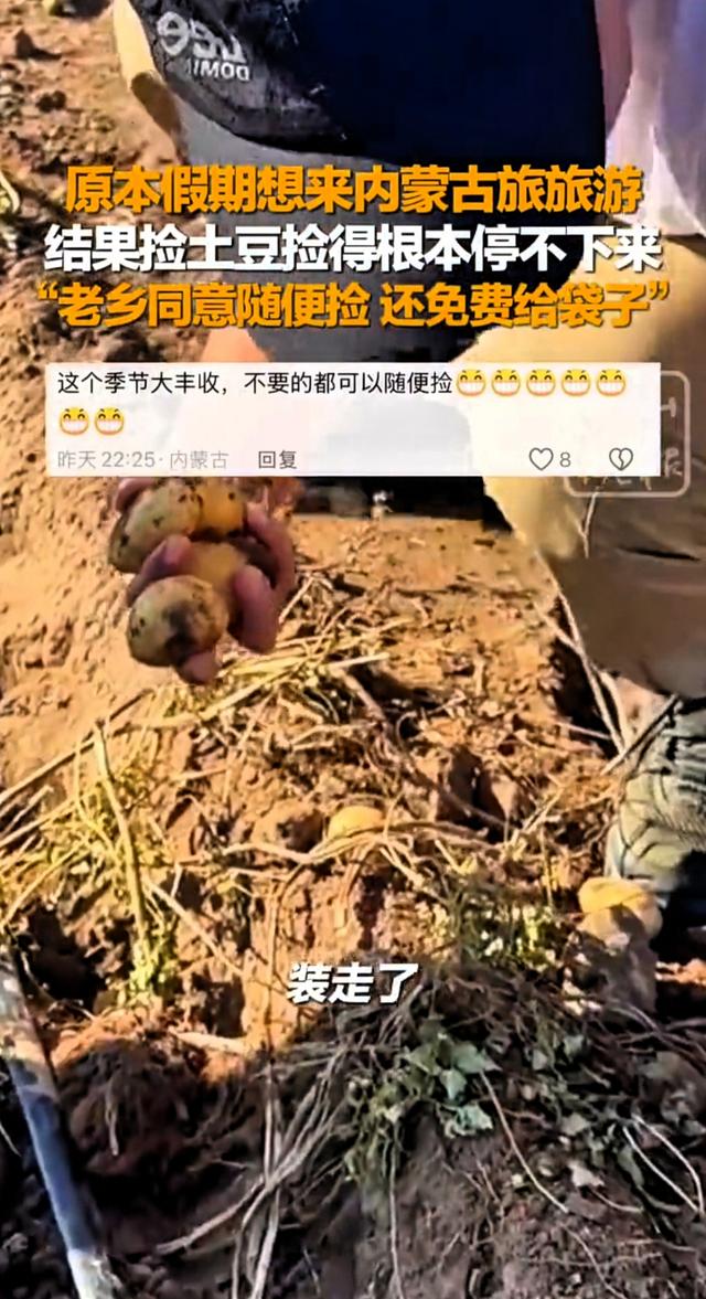 游客在内蒙古旅游发现土豆地里土豆随便捡！现实版一挖一麻袋！