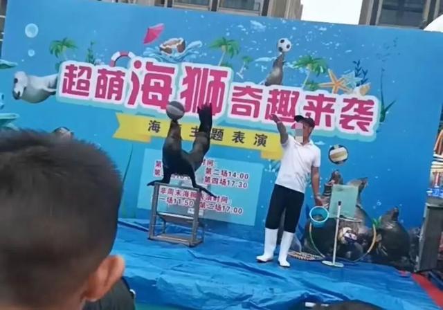 游客称海南海口熊猫无动力亲子乐园海狮生活的水池很脏，乐园：已暂停海狮表演