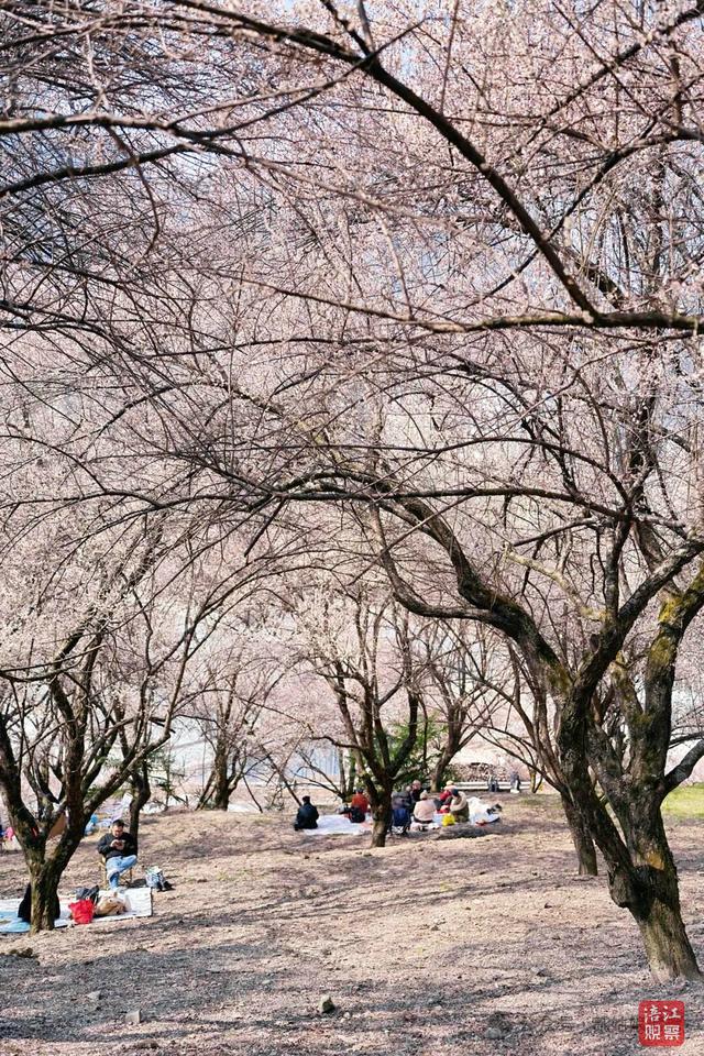 不负春光！来绵阳，赴一场浪漫花事