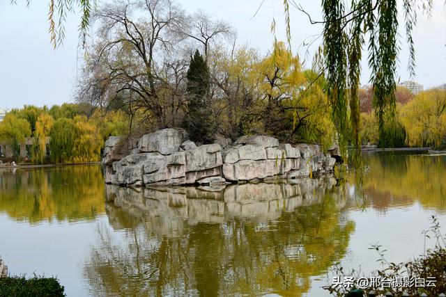 达活泉：公园披金衣，满目黄金柳（图）