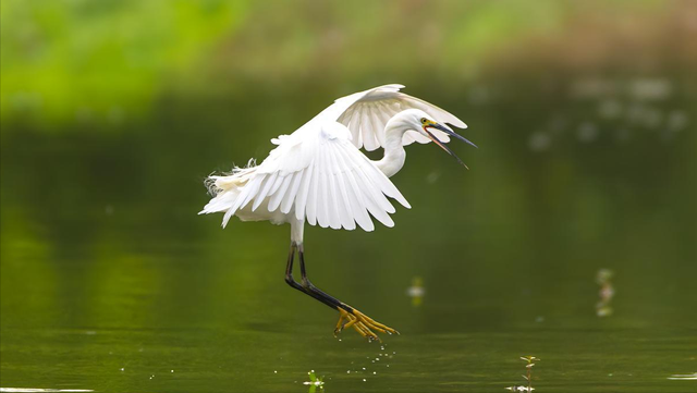 福州深秋宝藏公园，藏着粉黛乱子草与火红水杉，还有绝美沙滩江景