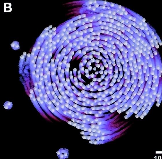《自然》聚焦：蜂群当 “老师”，机器人群体智慧迎来新方向