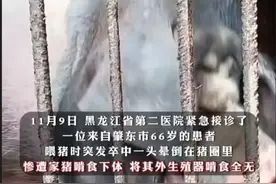 猪吃人？男子喂猪时晕倒，遭家猪啃食下半身，醒来生殖器被吃掉！图片