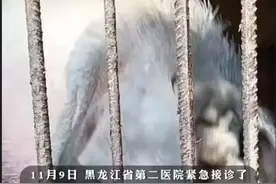 猪吃人？男子喂猪时晕倒，遭家猪啃食下半身，醒来生殖器被吃掉！图片