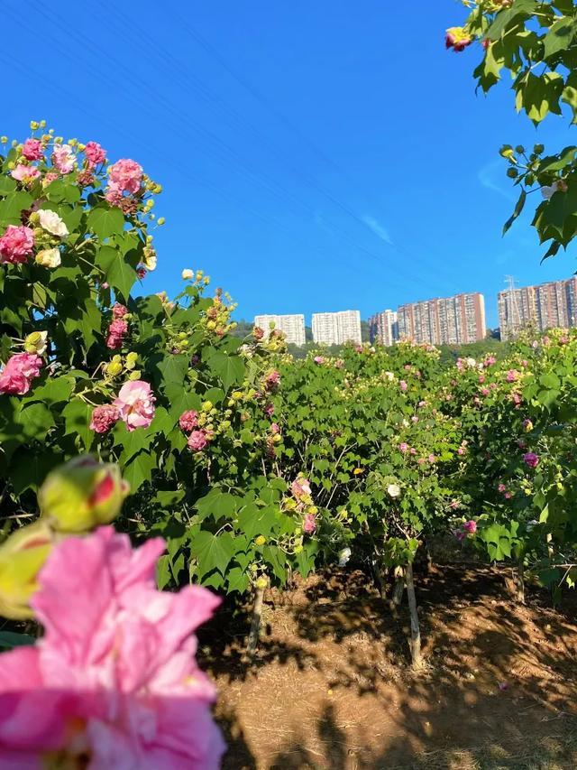 会“变脸”的花开了，醉了！去这些地方邂逅→