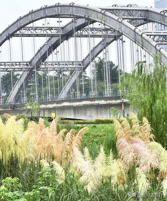 成都市区最美芦苇花，如烟如雾，超美，不要门票，地铁公交直达！