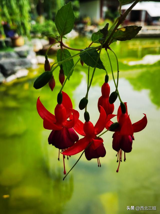 西宁植物园，花开时节恰逢秋
